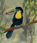 Costa Rican