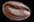 Coffee Bean