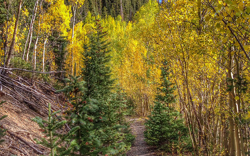 fall-in-keystone